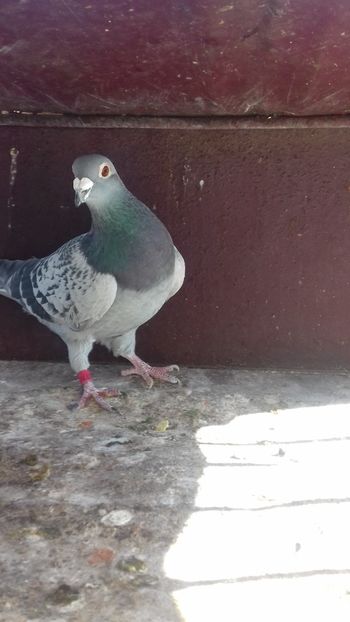  - As maraton tineret 2018