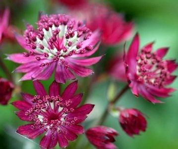 astrantia-major-ruby-star - b Comenzi plante copaci 2018 2019