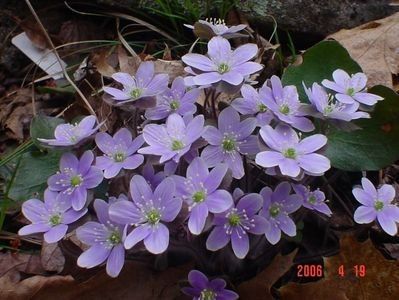 hepatica americana - b Comenzi plante copaci 2018 2019