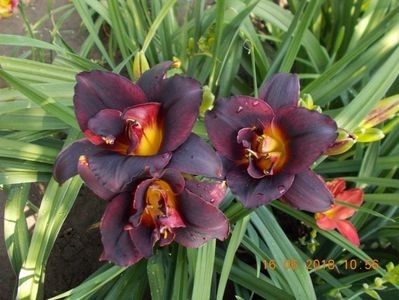 hemerocallis woodoo dancer - b Comenzi plante copaci 2018 2019