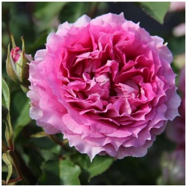 ROSIER-PRINCESSE-D-ORIENTR-RN - b Comenzi plante copaci 2018 2019