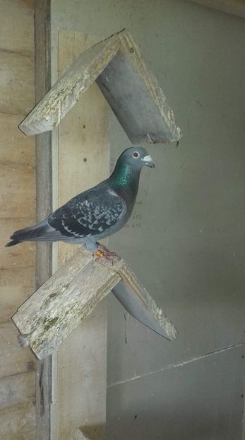 received_540044356413626 - porumbei zbor