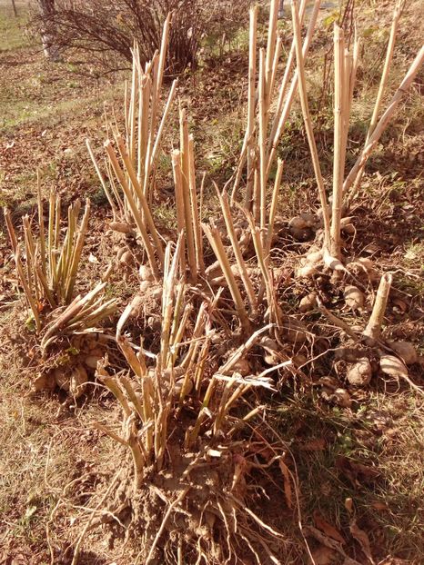 Tuberculii la plaja :) - AAAA_DALII 2015_2017_2018_2019_2020_2023