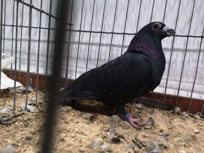 IMG-20181110-WA0008 - dragon