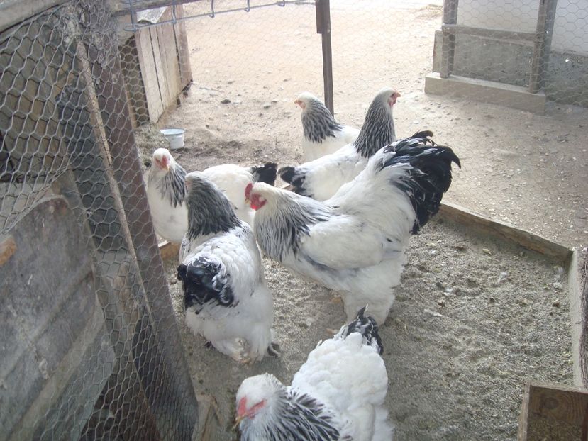  - 2020-02 Brahma hd fam 2