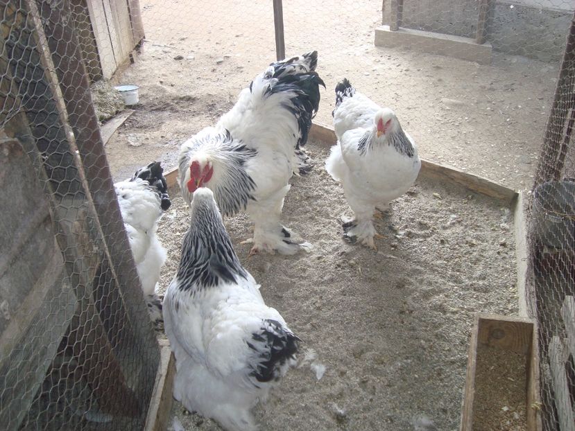  - 2020-02 Brahma hd fam 2