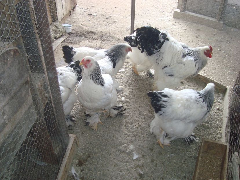  - 2020-02 Brahma hd fam 2