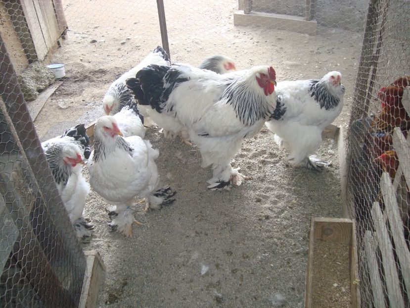  - 2020-02 Brahma hd fam 2