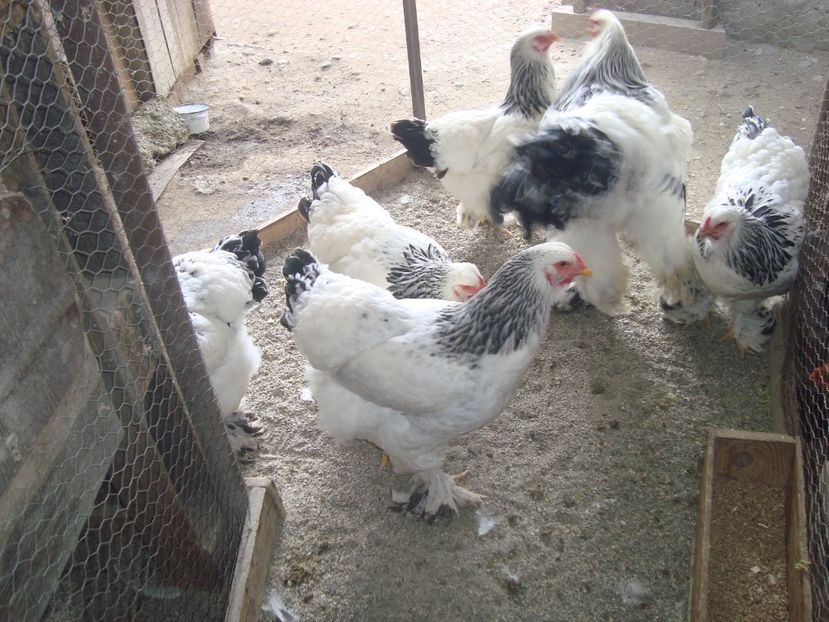  - 2020-02 Brahma hd fam 2