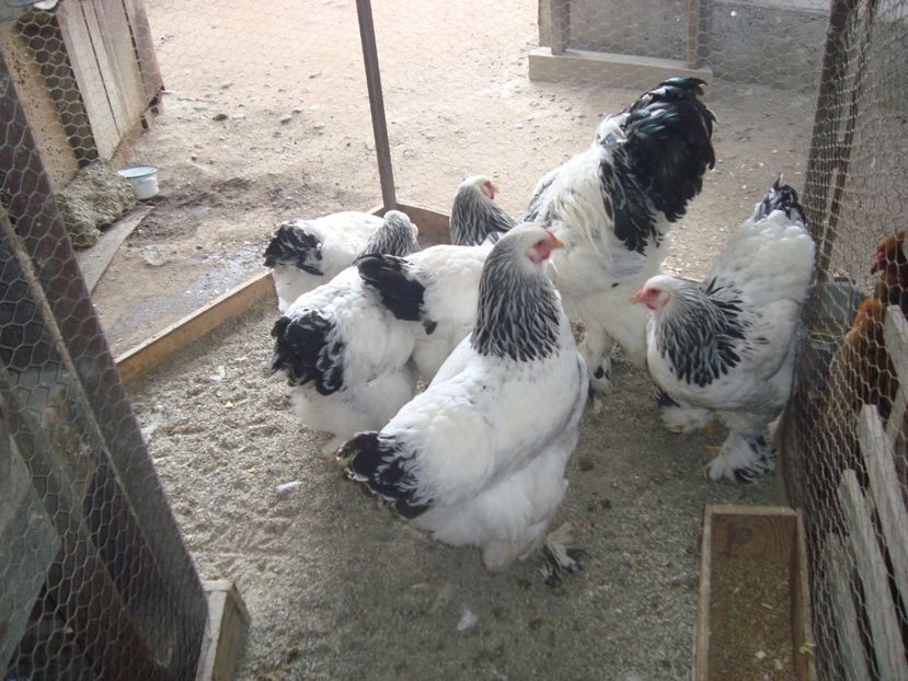  - 2020-02 Brahma hd fam 2