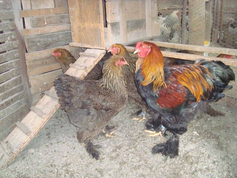  - 2019-06 Brahma pot fam 2