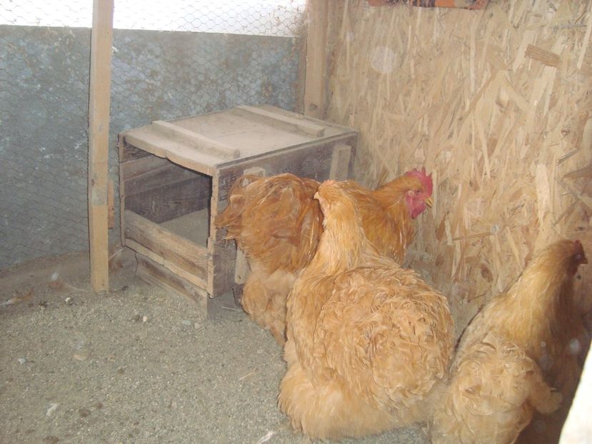  - 2020-06 Cochinchina galben fam 1