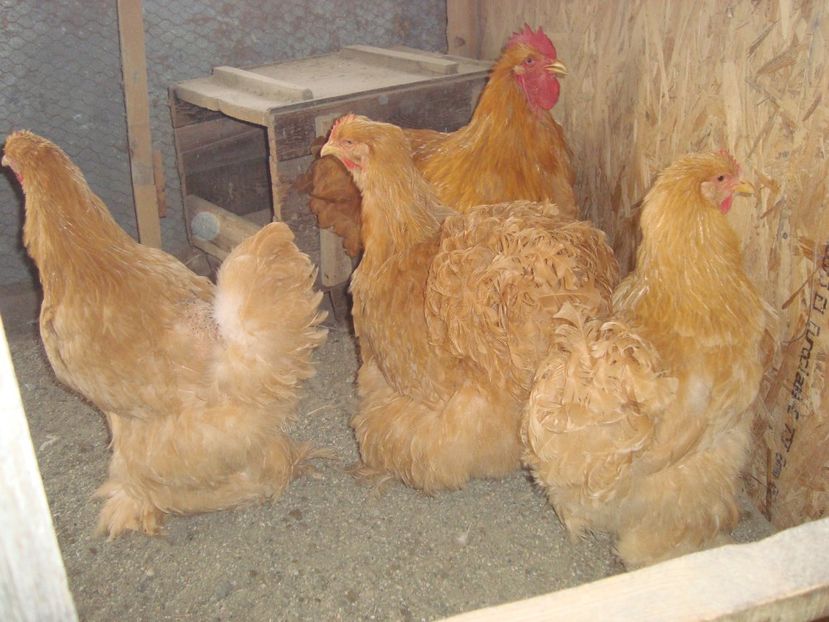  - 2020-06 Cochinchina galben fam 1