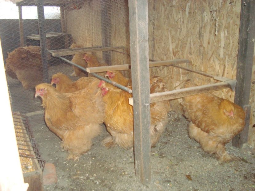  - 2020-07 Cochinchina galben fam 2