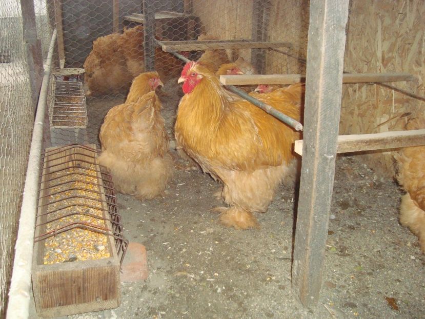  - 2020-07 Cochinchina galben fam 2