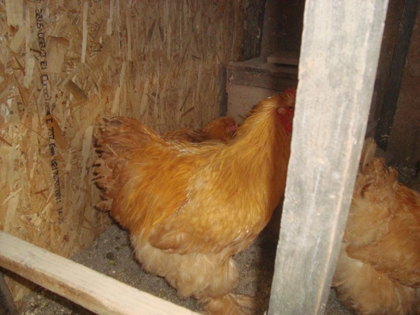  - 2020-07 Cochinchina galben fam 2