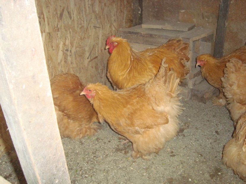  - 2020-07 Cochinchina galben fam 2