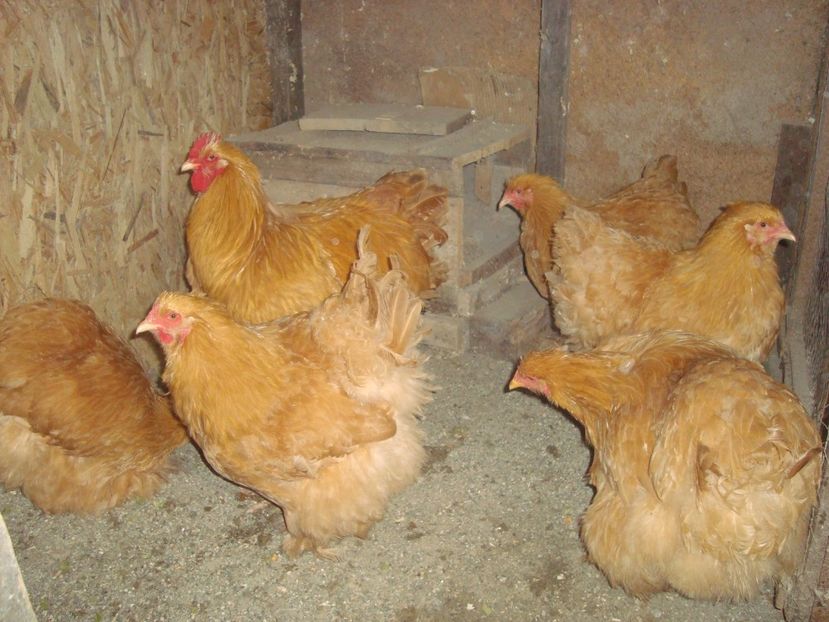  - 2020-07 Cochinchina galben fam 2