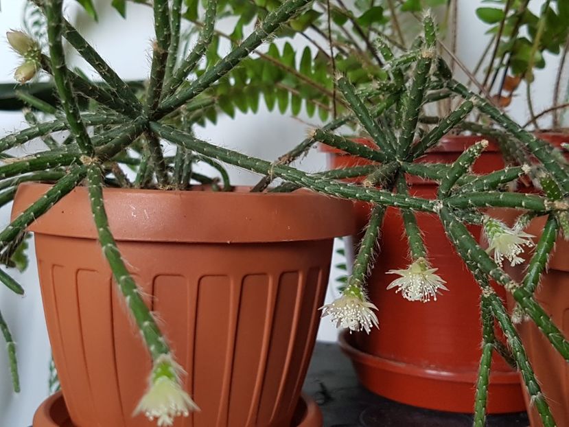 Primele floricele - Rhipsalis pilocarpa