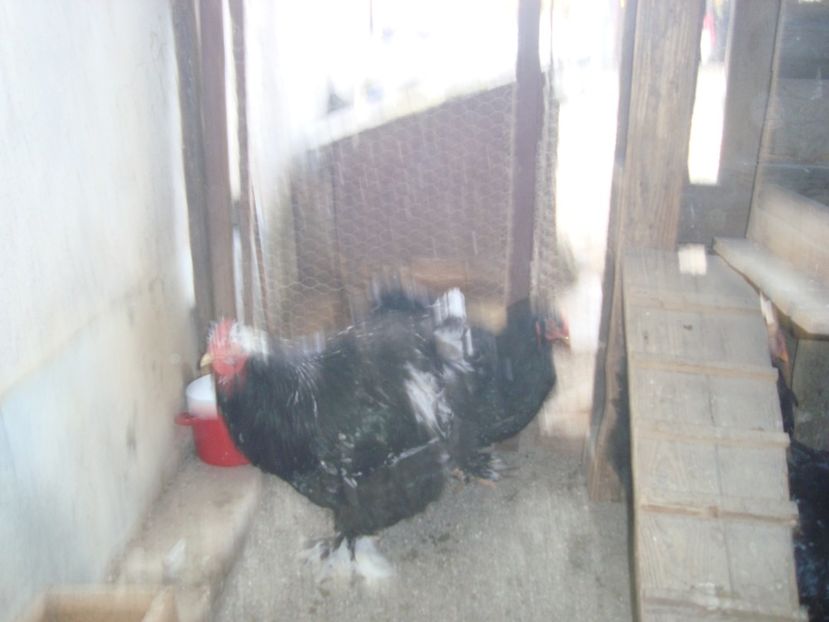  - 2019-10 Cochinchina negru-alb bobat fam 2