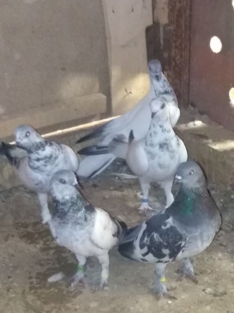  - Zburător brezat de Budapesta