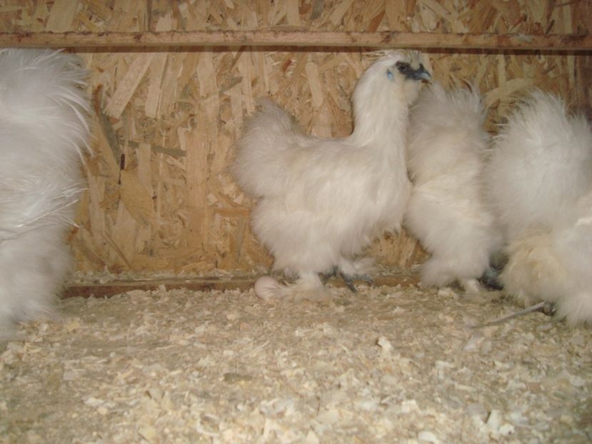  - 2019-13 Matase jap alba fam 3