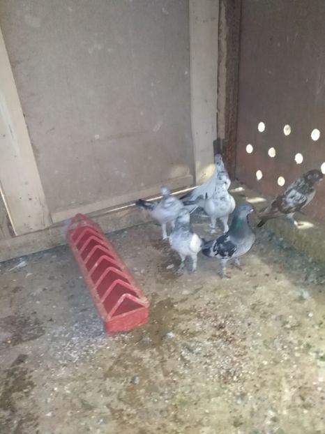  - Zburător brezat de Budapesta