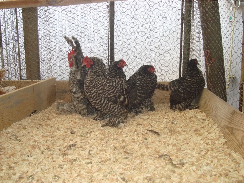  - 2019-21 Mii de flori barat fam1