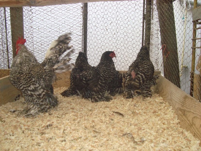  - 2019-21 Mii de flori barat fam1