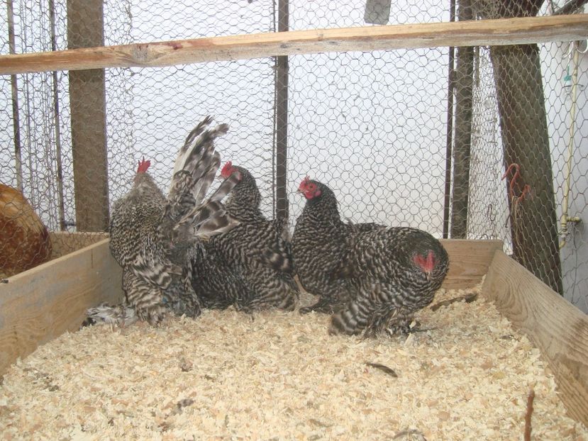  - 2019-21 Mii de flori barat fam1