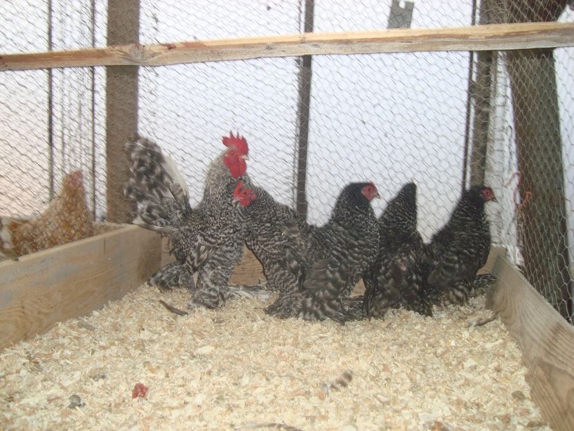  - 2019-21 Mii de flori barat fam1