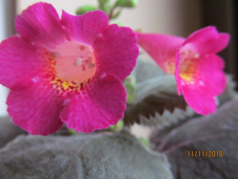 MM's janli - ACHIMENES 2020 - VANZARI HIBRIZI