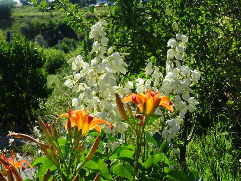  - Yucca de gradina