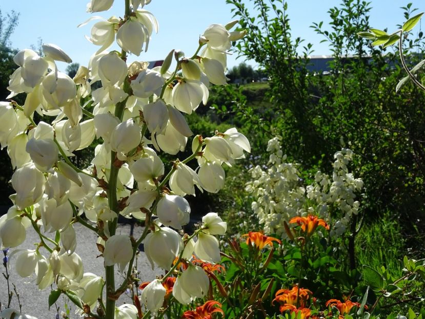  - Yucca de gradina