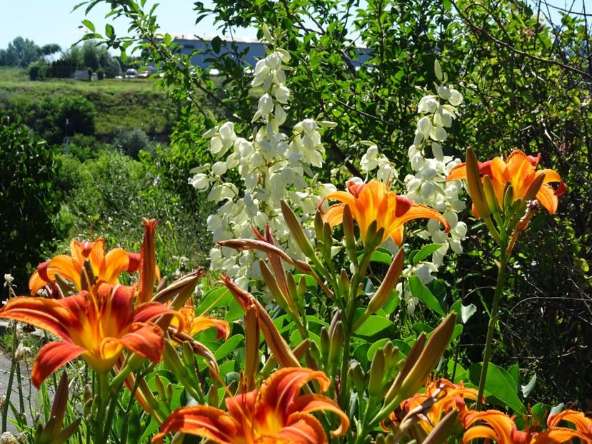  - Yucca de gradina