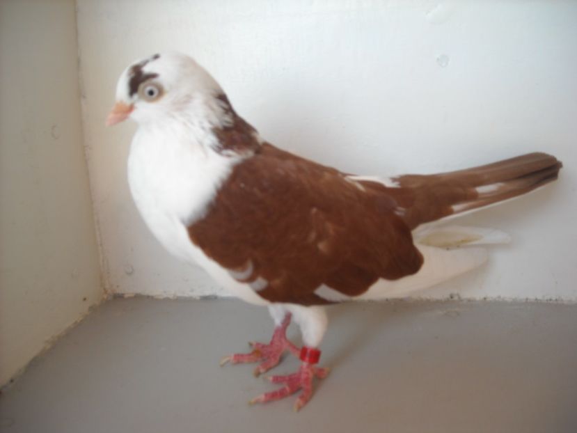  - PORUMBEI CARE MI AU APARTINUT