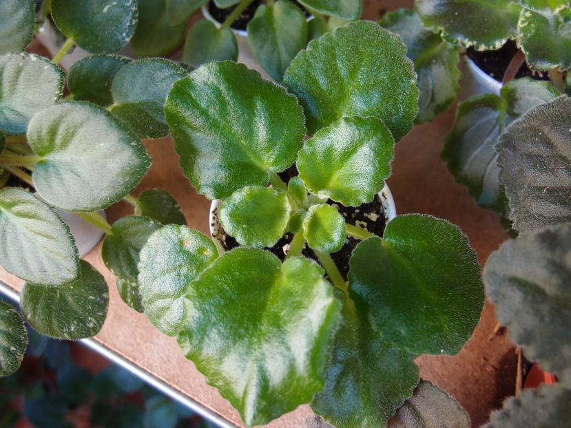 PB104372 - Smokey Moon