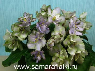 poza net - Smokey Moon