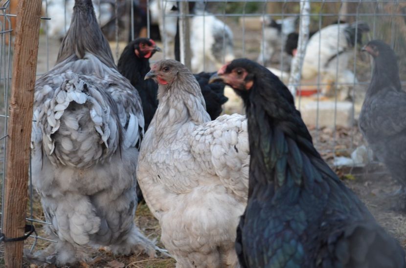  - Brahma negru albastru 2019