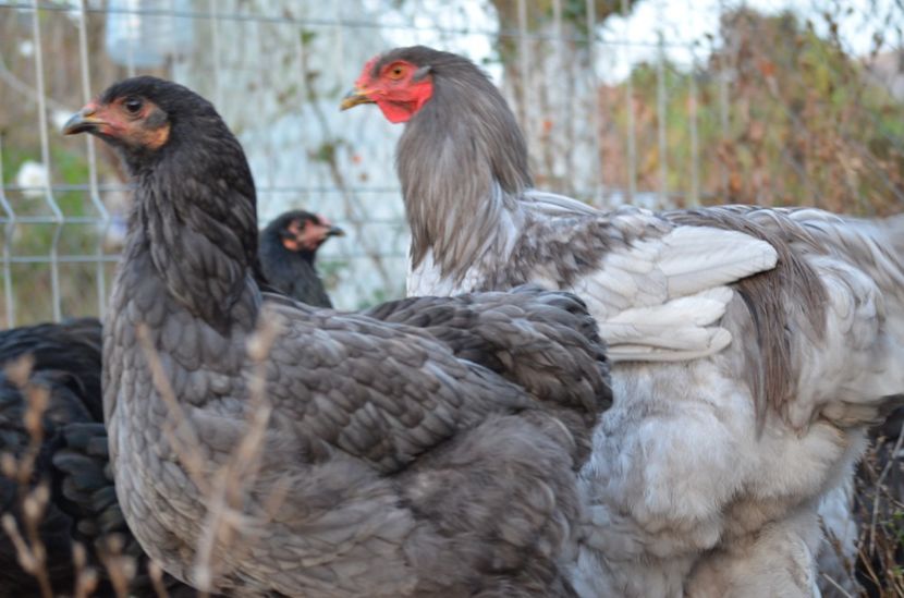  - Brahma negru albastru 2019