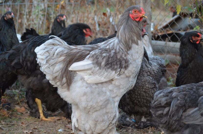  - Brahma negru albastru 2019