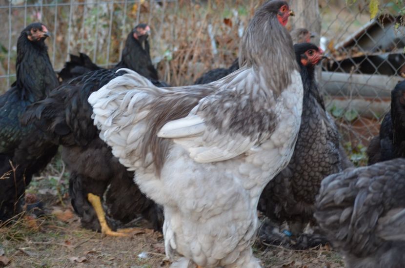  - Brahma negru albastru 2019