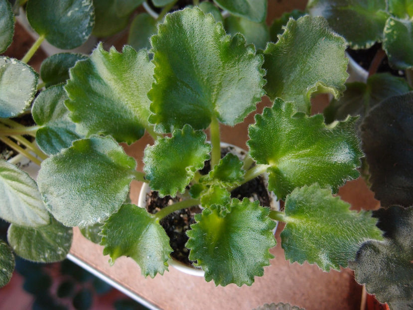 PB104371 - Wizards Prankster