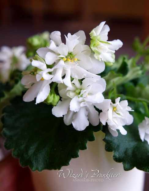 poza net - Wizards Prankster