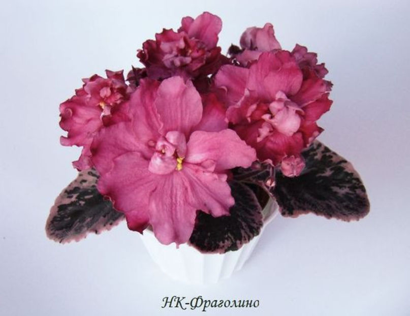 poza net - NK Fragolino