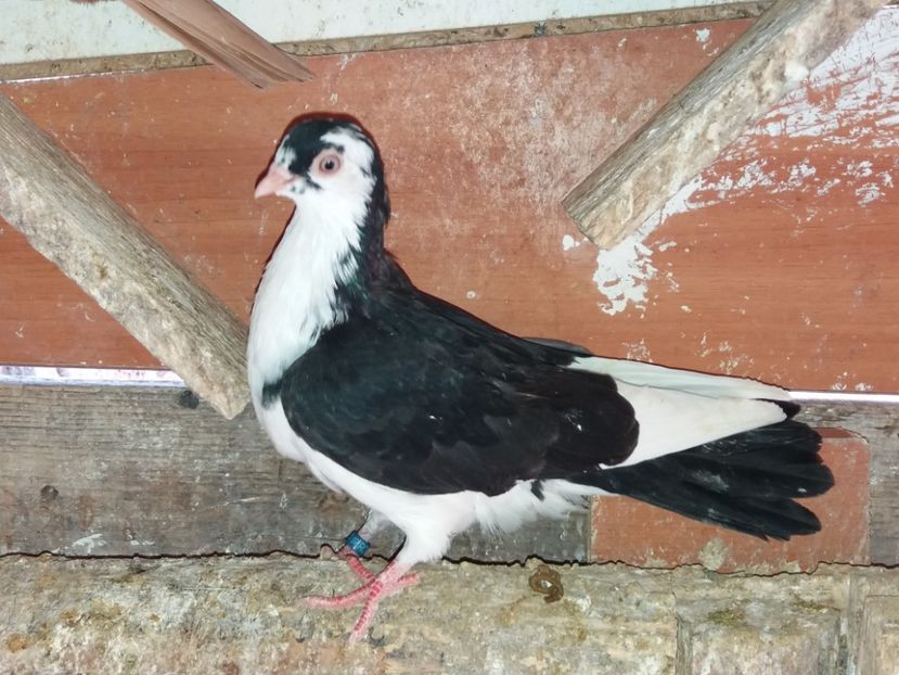 5201  femelă  2018 - Plecați ALBUM 2