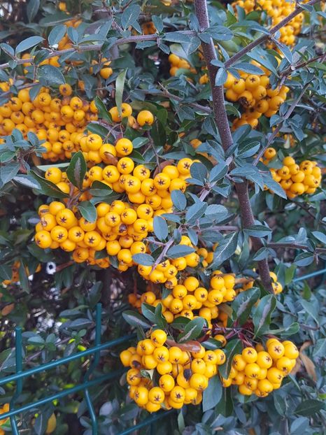 Pyracantha-fructe - Noiembrie 2018