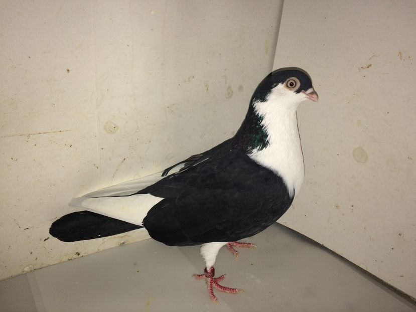 4157  femelă  2018 - Plecați ALBUM 4