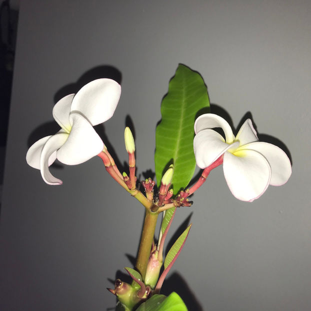  - 2018 Plante de interior