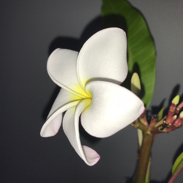  - 2018 Plante de interior